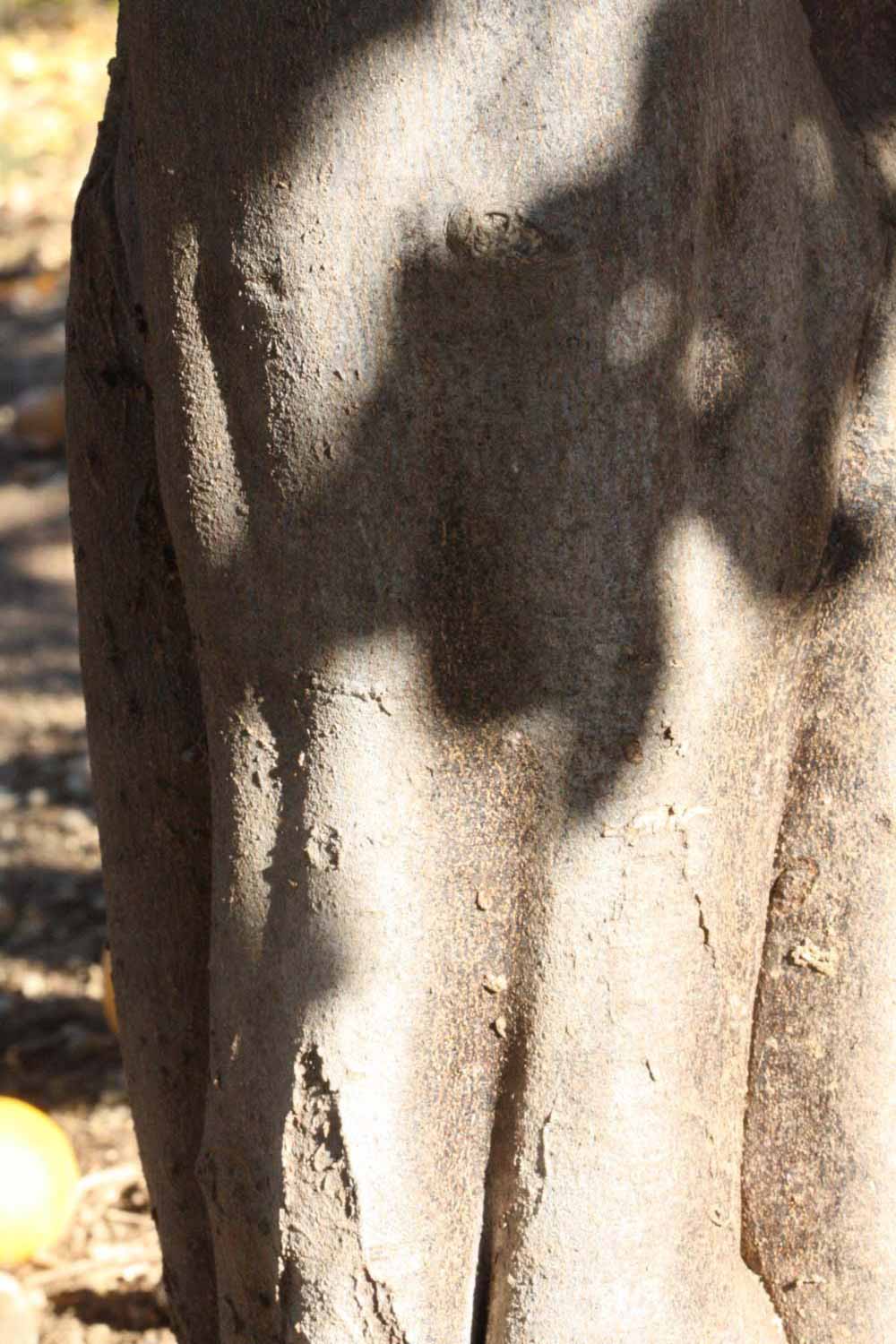             Bark (Riverside, CA)       